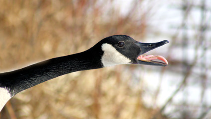 Canada Goose Honking During Mating Season - tongue visible
