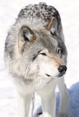 Fototapeta premium gris