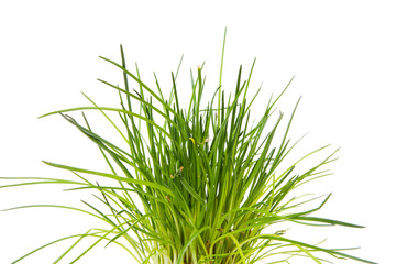fresh chives in closeup