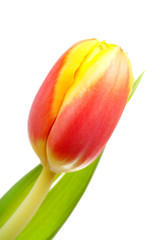 Naklejka premium Head of Dutch tulip flower