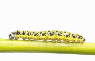 Fototapeta premium Caterpillar of the cabbage.