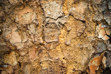 Tree Bark