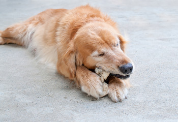 a golden retriever chewing a rawhide bone