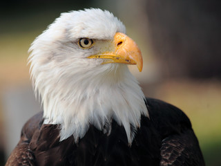 bald eagle