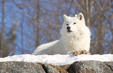 Obraz premium couché