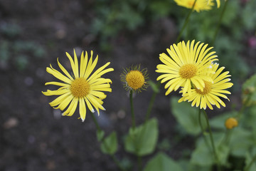 Obraz premium Yellow Flowers