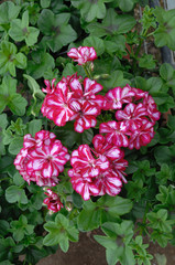 géranium double bicolore