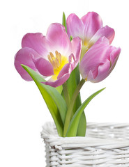 Pink tulips in white basket