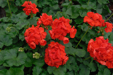 géranium