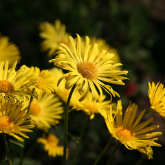 Yellow Flowers
