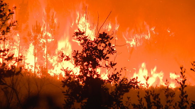 Forest fire by night