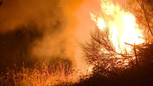 Fire in the bush