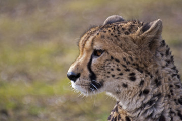 gepard