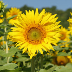 Une fleur de tournesol