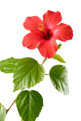 Red Hibiscus