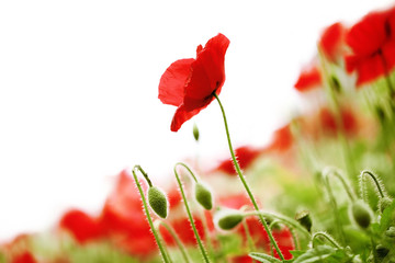 Corn Poppy Flowers © Lily