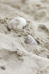 Fototapeta na wymiar Beautiful white sea shell on sand background
