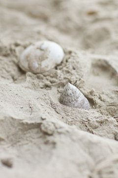 Beautiful white sea shell on sand background