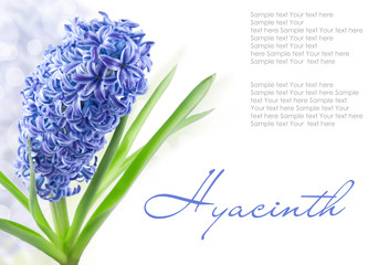 blue hyacinth with copy space isolated on white