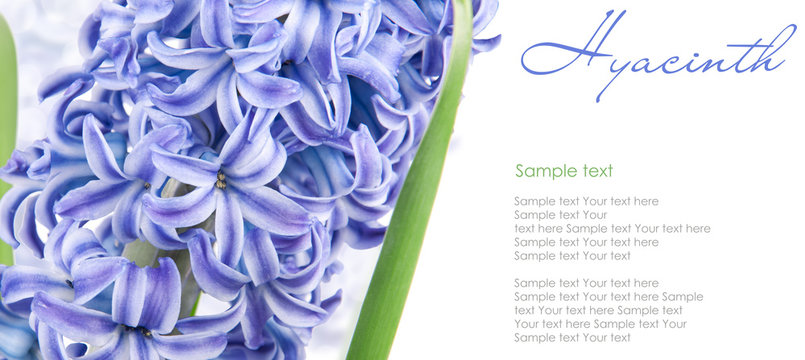 blue hyacinth with copy space isolated on white