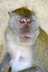 Obraz premium monkey
