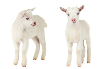 White goat isolated