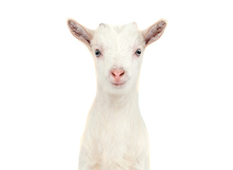 Obraz premium White goat isolated