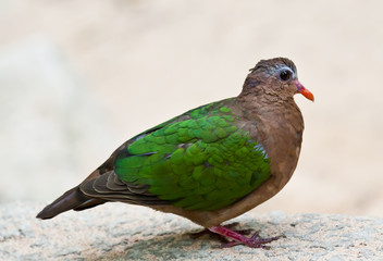 Bird with green wings.