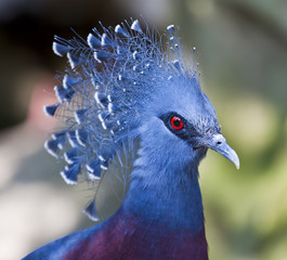 Peacock .