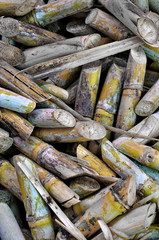 Sugar cane