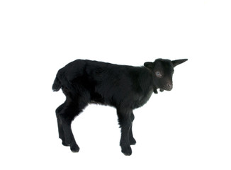 black kid isolated