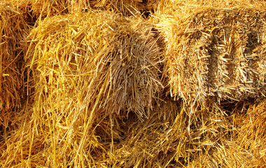 Freshly cut and baled hay stacked to dry