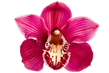 Foto op Aluminium Purple Orchid Flower isolated on white background © ironflame