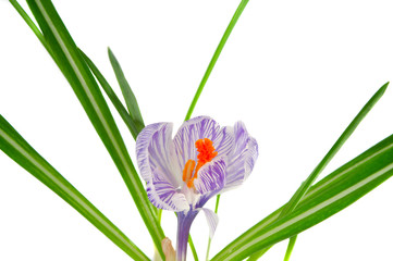 crocus flower isolated