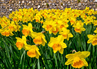 Obraz premium Daffodils against an old stone wall