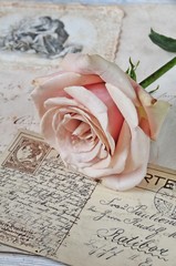 Vintage rose