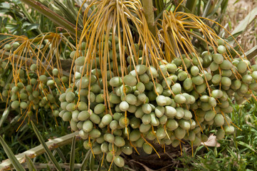 Saudi Date Farm