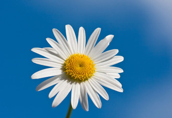 Chamomile on blue sky background, selective focus