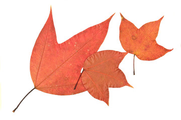 maple on white background