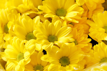 Chrysanthemum Flowers