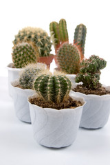Cactus  in  pots