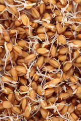 Germinated wheat grains as background