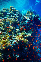 Naklejka na ściany i meble Grupa koralowców ryb w wodzie.