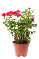 Beautiful rose in flowerpot