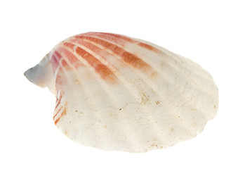 sea shell isolated