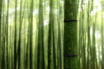 Foto op Plexiglas Bamboe bamboebos in de ochtendzon