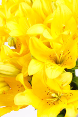 Fototapeta premium Beautiful lilies