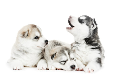 three Siberian husky puppy dog © Kadmy