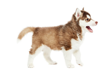 Siberian husky puppy dog © Kadmy