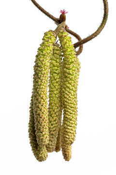 haselnussbl&uuml;ten